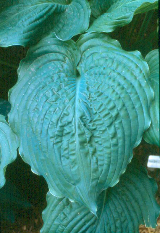 'Brutus2'