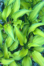 'EmeraldRuffCut'