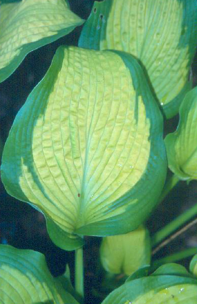 'IrisFrazier'