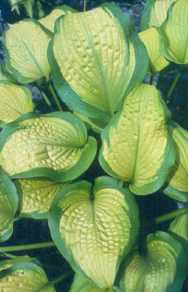 'IrisFrazier2'