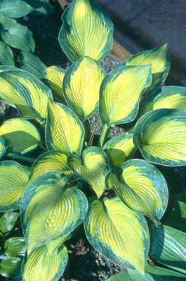 'MargiesAngel'