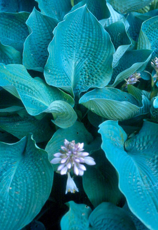 'SingintheBlues2'
