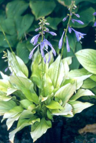 'SunWorshiper2'