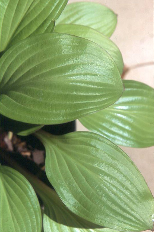 'BeetSalad2'