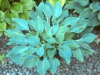 'BlueberryTart2'