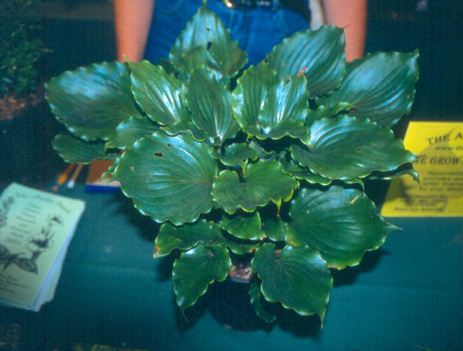 CandyDish
