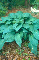 'DragonFire'