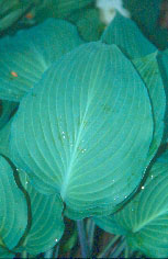 'DragonFire2'