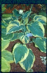 'EarthAngel'