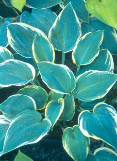 First Frost