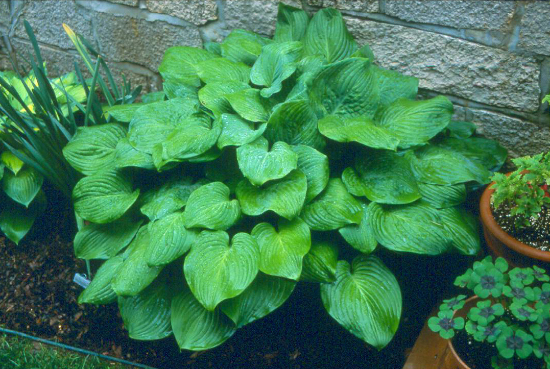 'FriedGreenTomatoes'