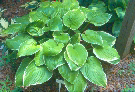 'FrozenMargarita'