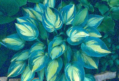 'June'