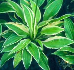 'LemonFrost'