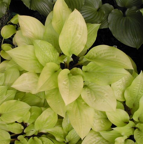 'LemonIce2'