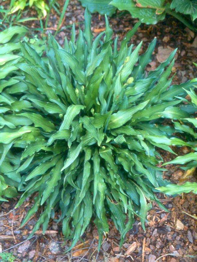 'LizardLick2'