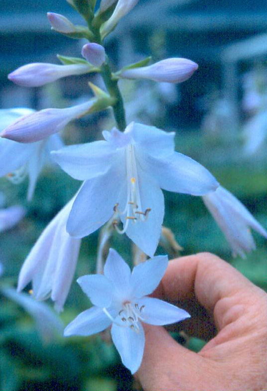 'Mojito2'