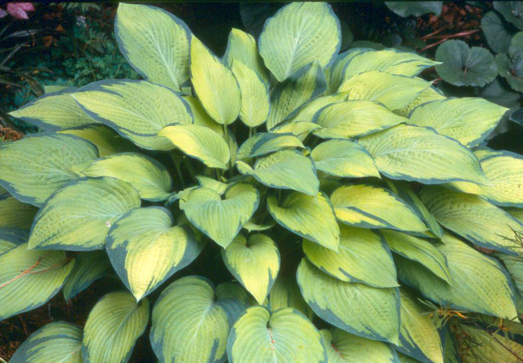 'PaulsGlory'
