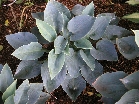 'Powderpuff'