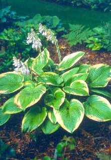 'SpartanGlory'