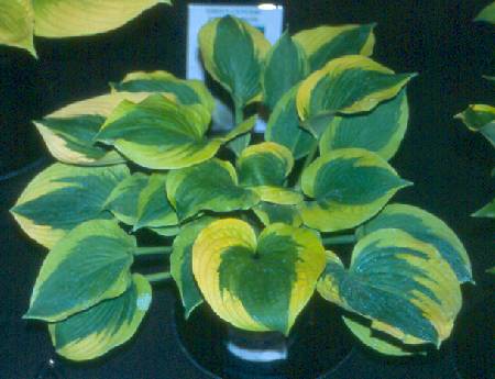 'SpinachSouffle'