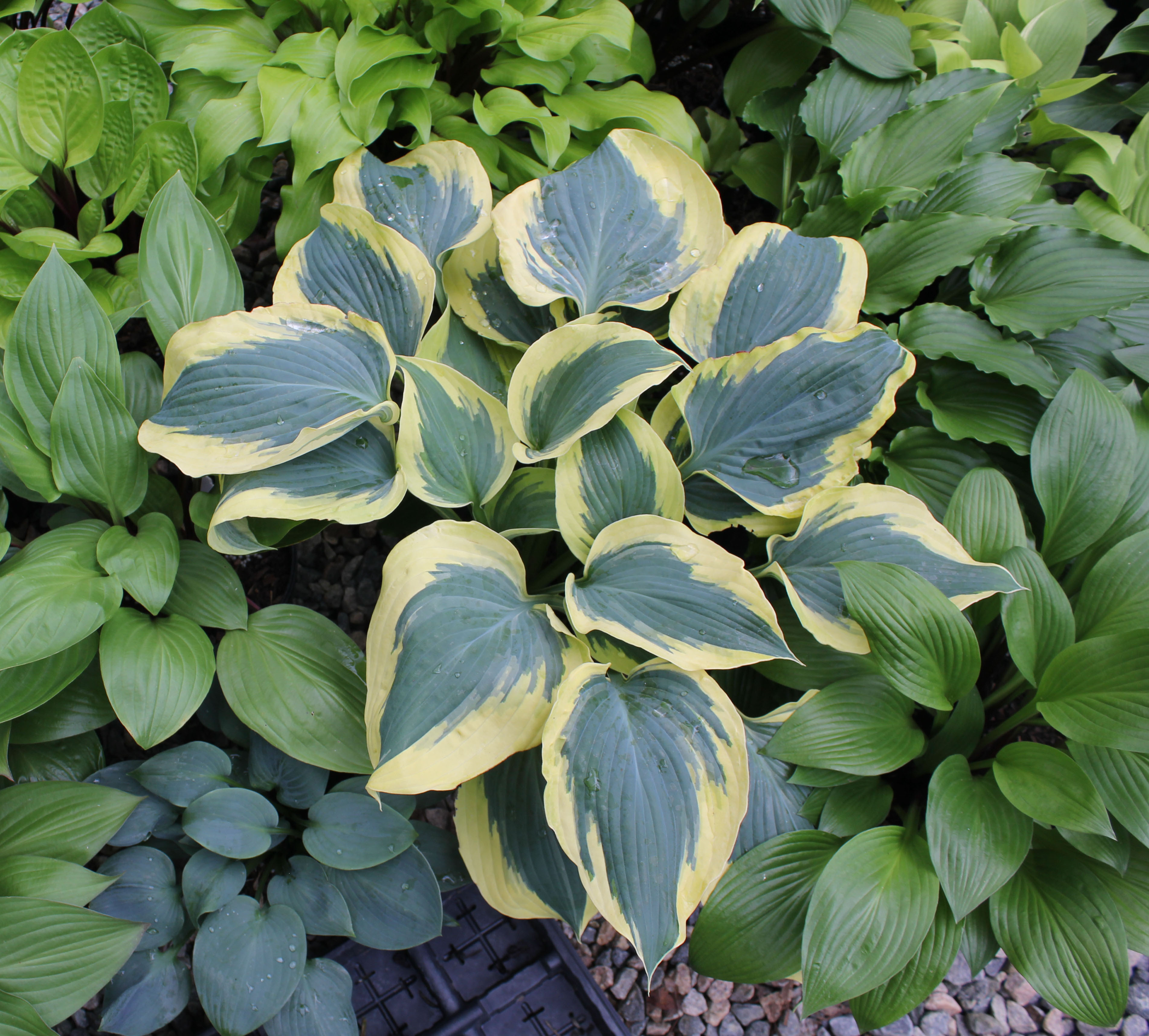 Hosta Tears in Heaven Rooted 5.25 Pot Perennial Shade BLUE WEEPING -  Humble Hen Farm & Nursery