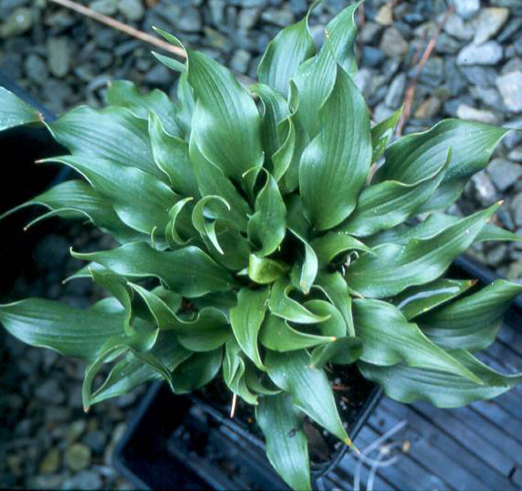 'TongueTwister'
