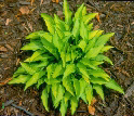 'TwistofLime'