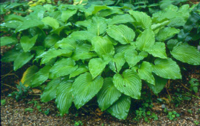 'plantaginea'